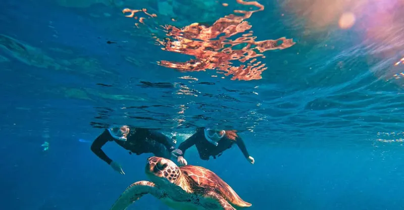 A sea turtle and tropical fish over coral on an Ishigaki Island okinawa snorkeling tour with a blue cave
