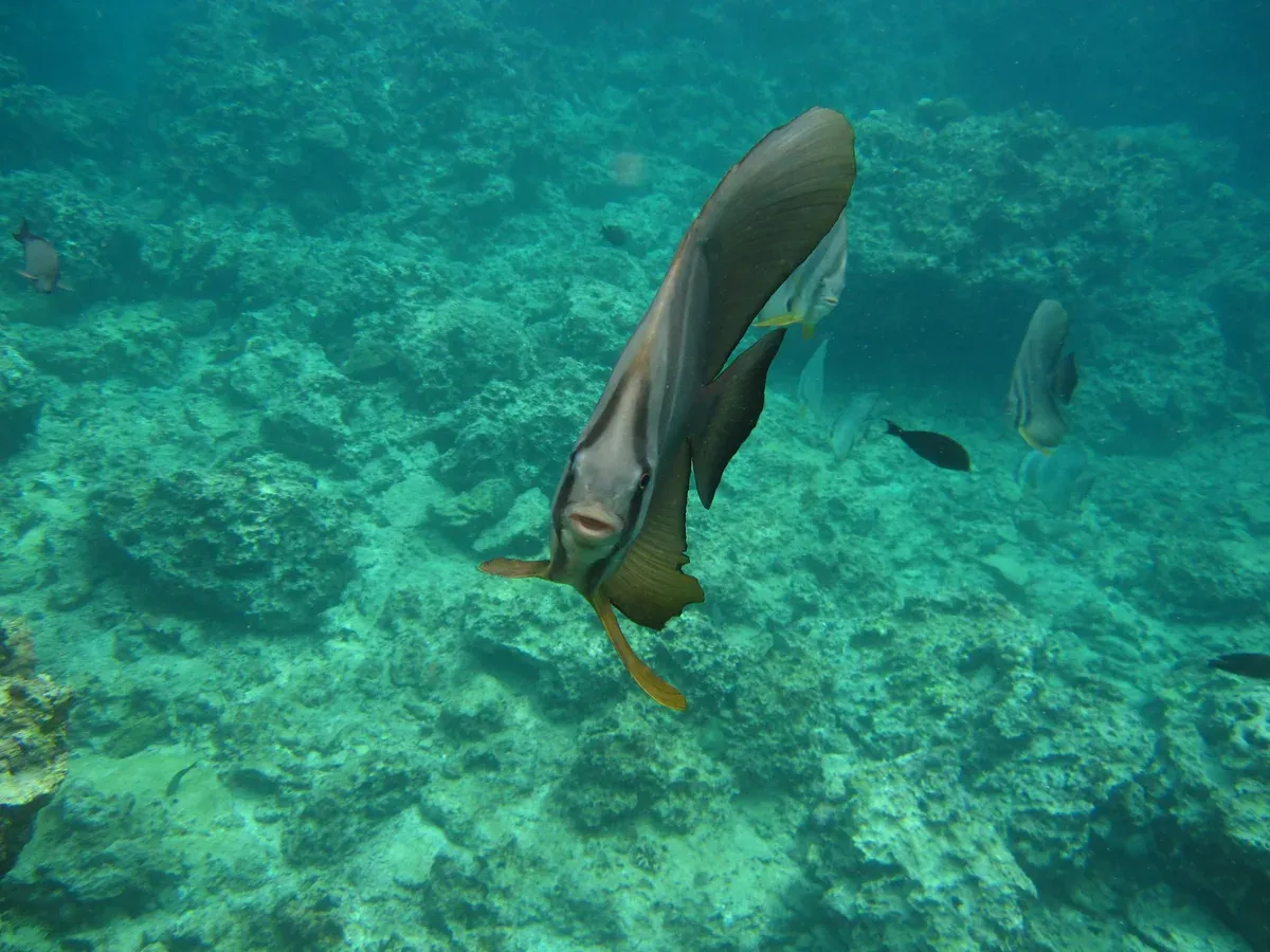 Coral colonies and small reef fish in the shallow water below Cape Maeda on a blue cave boat snorkeling trip in Okinawa